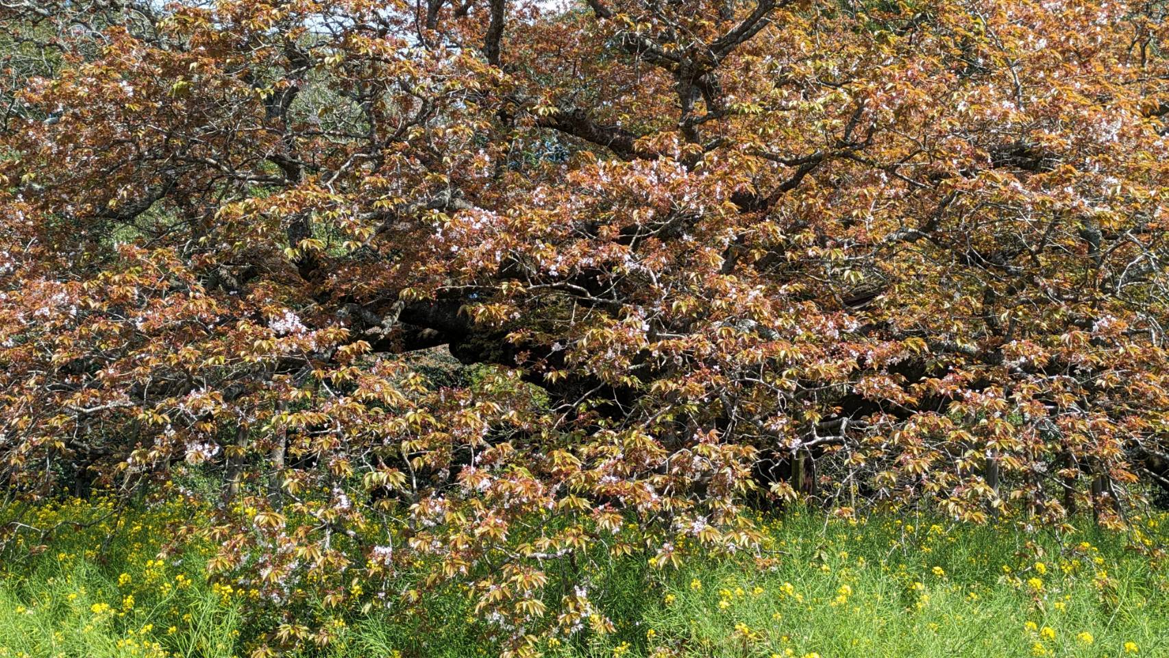 吉高の大桜（接写）