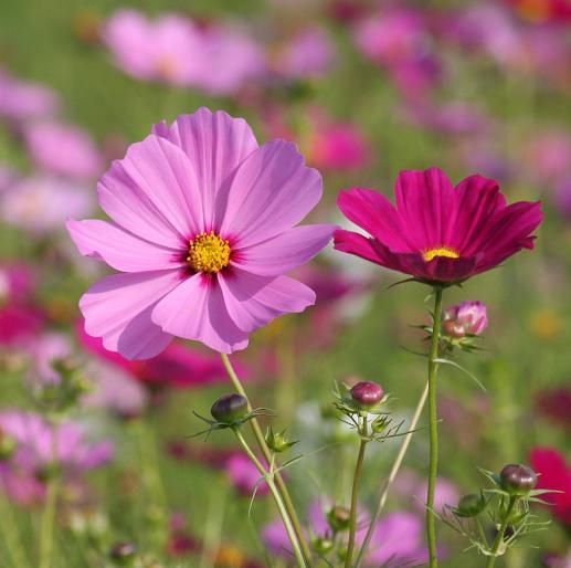 市の花　コスモスの写真