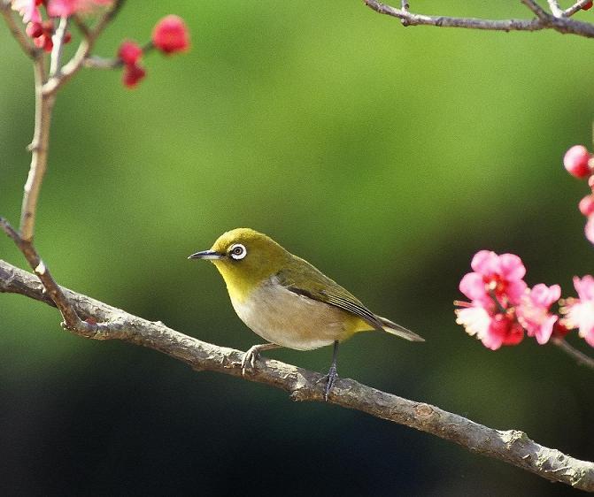 市の鳥　メジロの写真