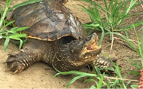 カミツキガメ