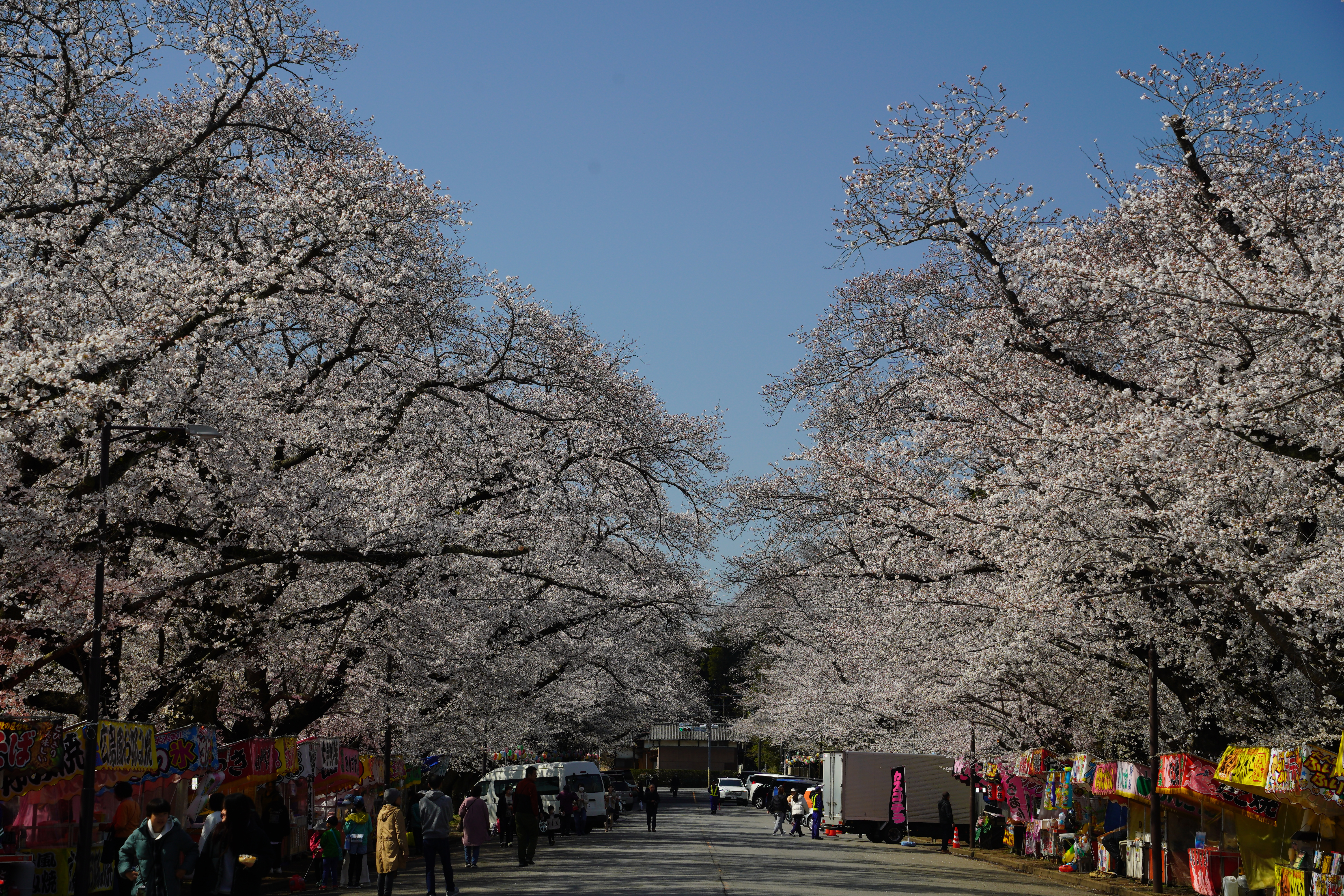 小林牧場の桜