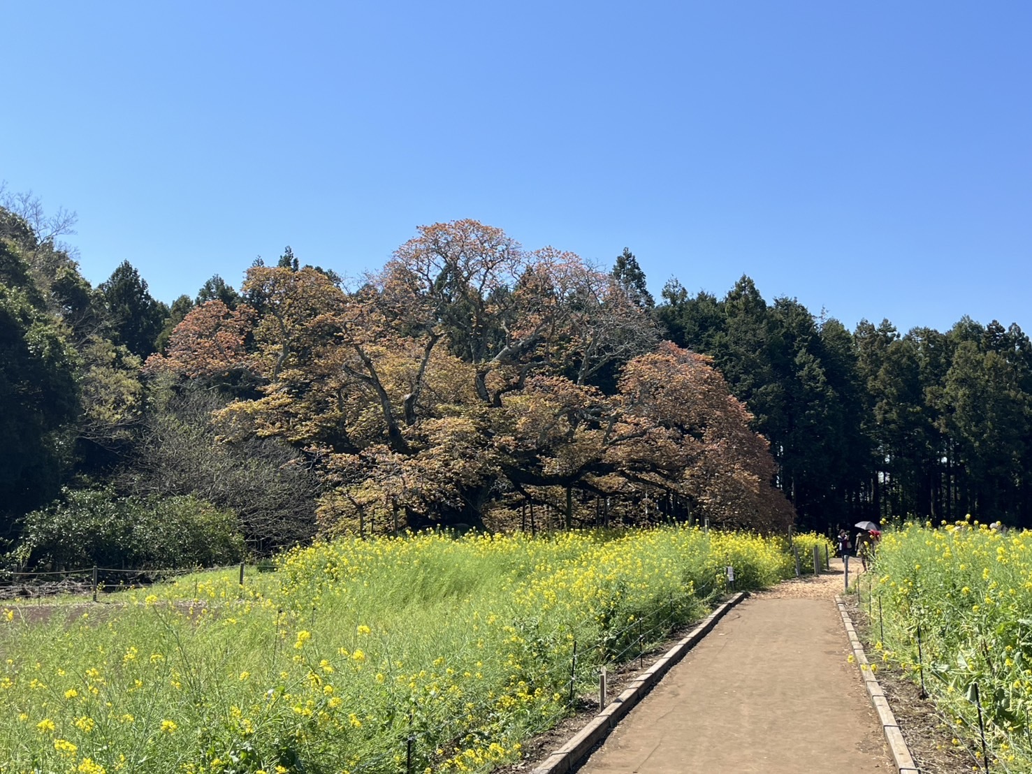 吉高の大桜（全景）
