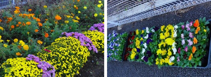 11月の駅前花壇