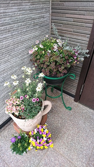 春の寄せ植え