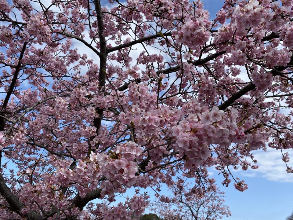 竹袋調整池の河津桜（接写）