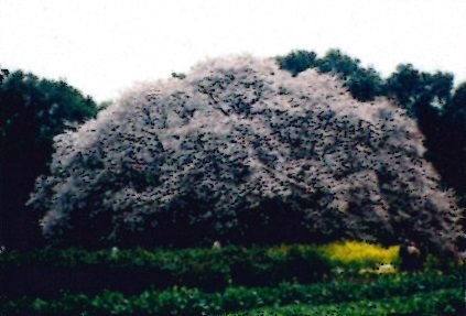 吉高の大桜