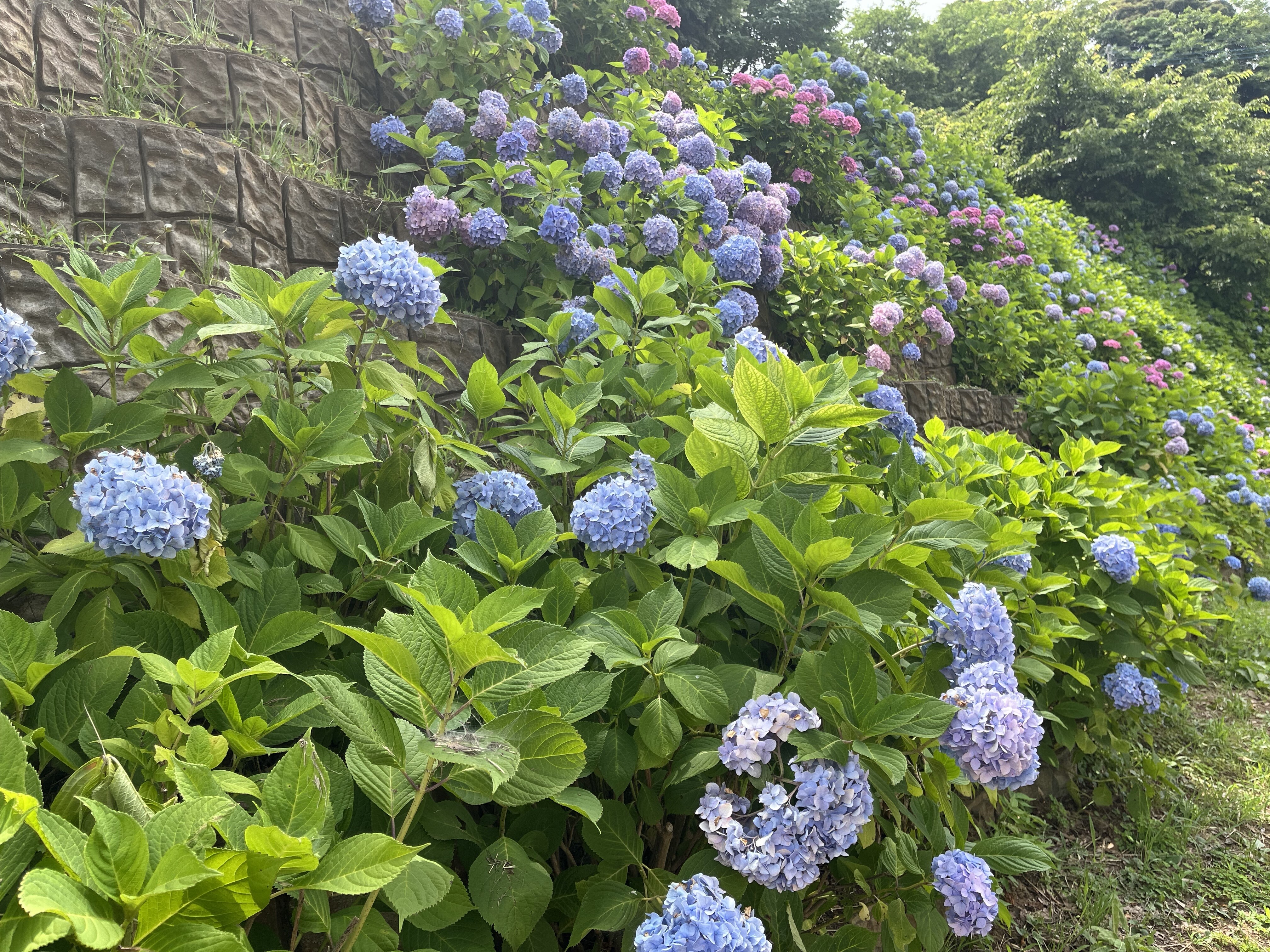 木下万葉公園のアジサイ（遠景）