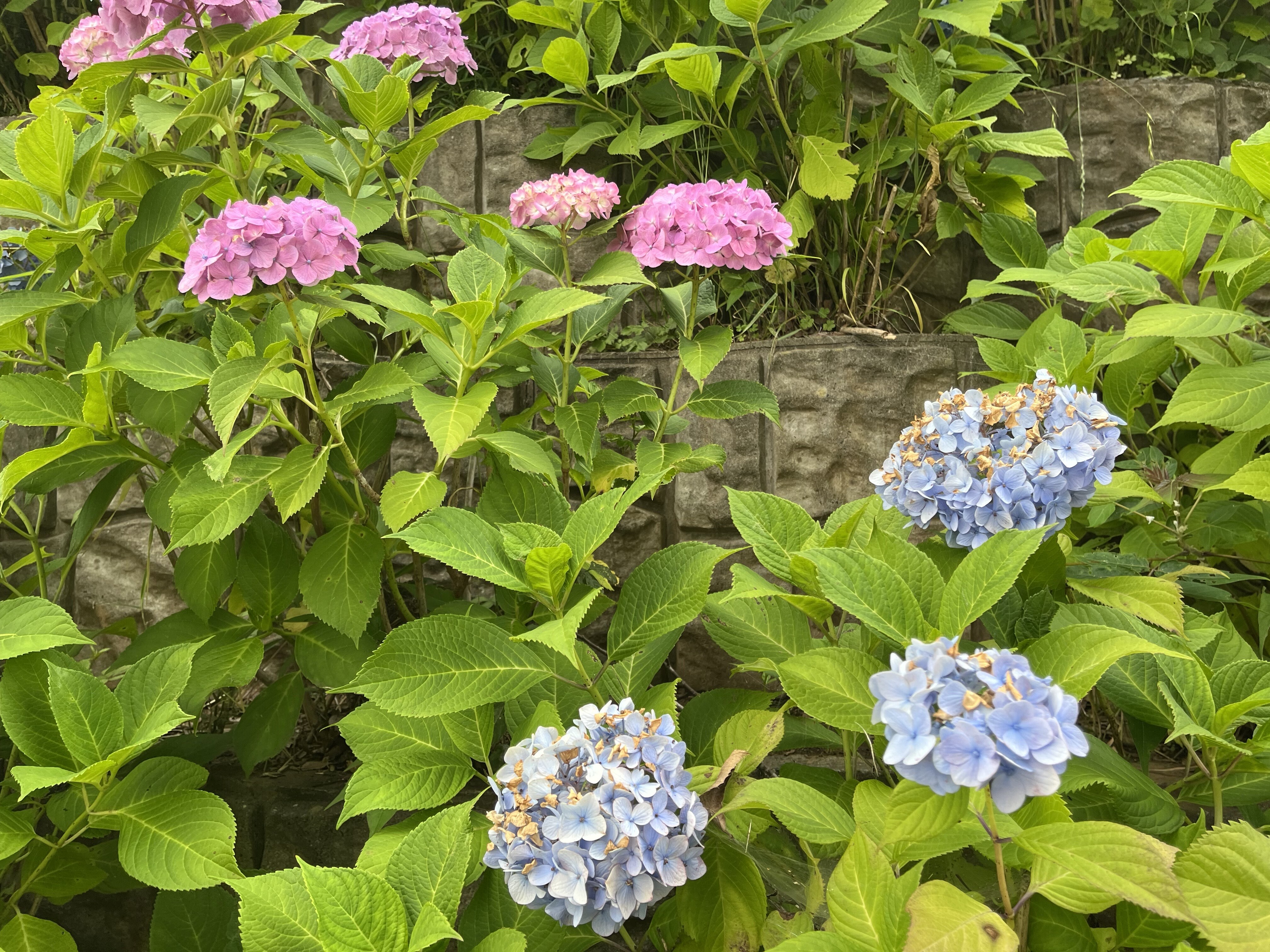 木下万葉公園のアジサイ（近景）