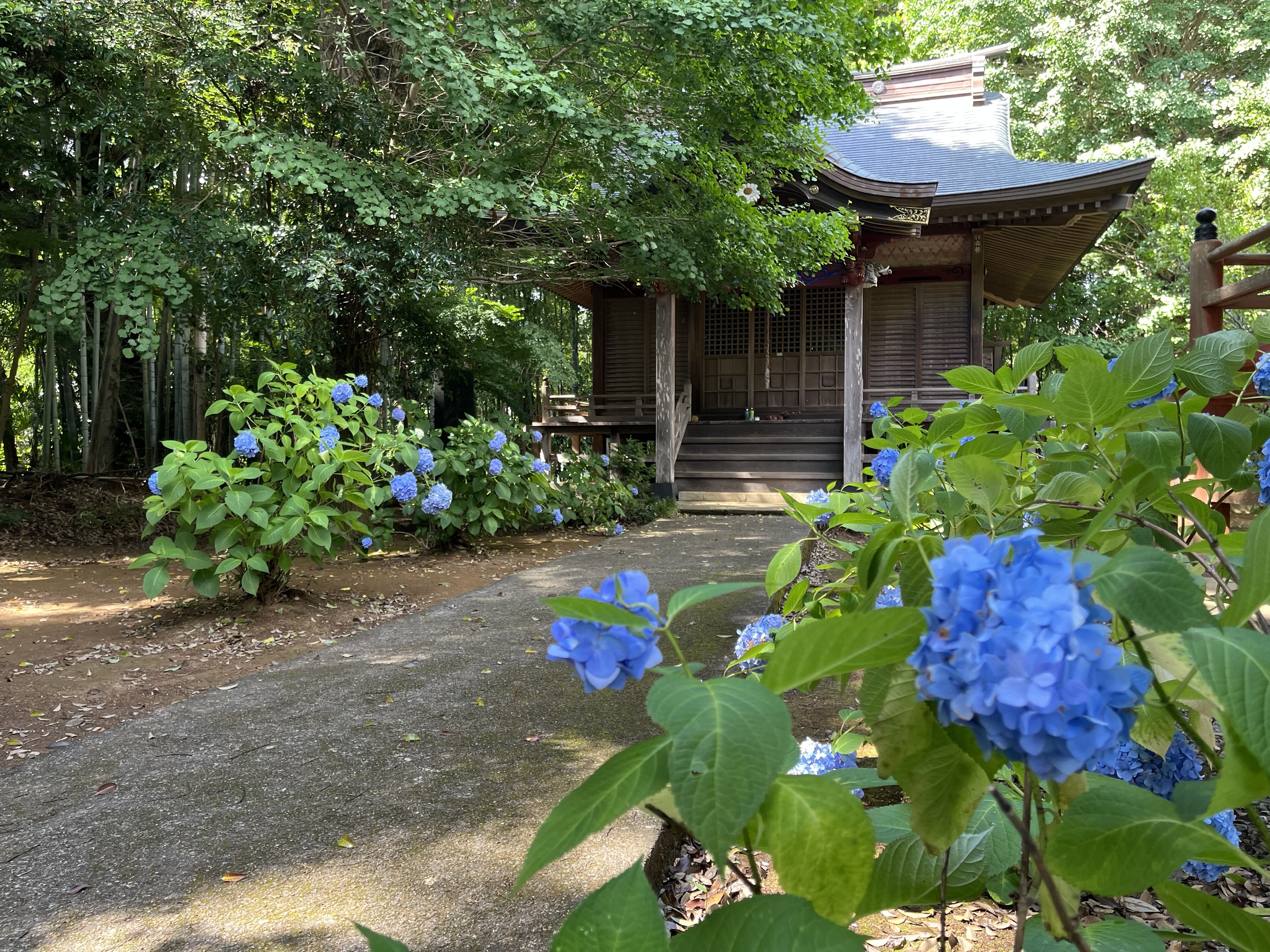 松虫寺のアジサイ（松虫姫神社）