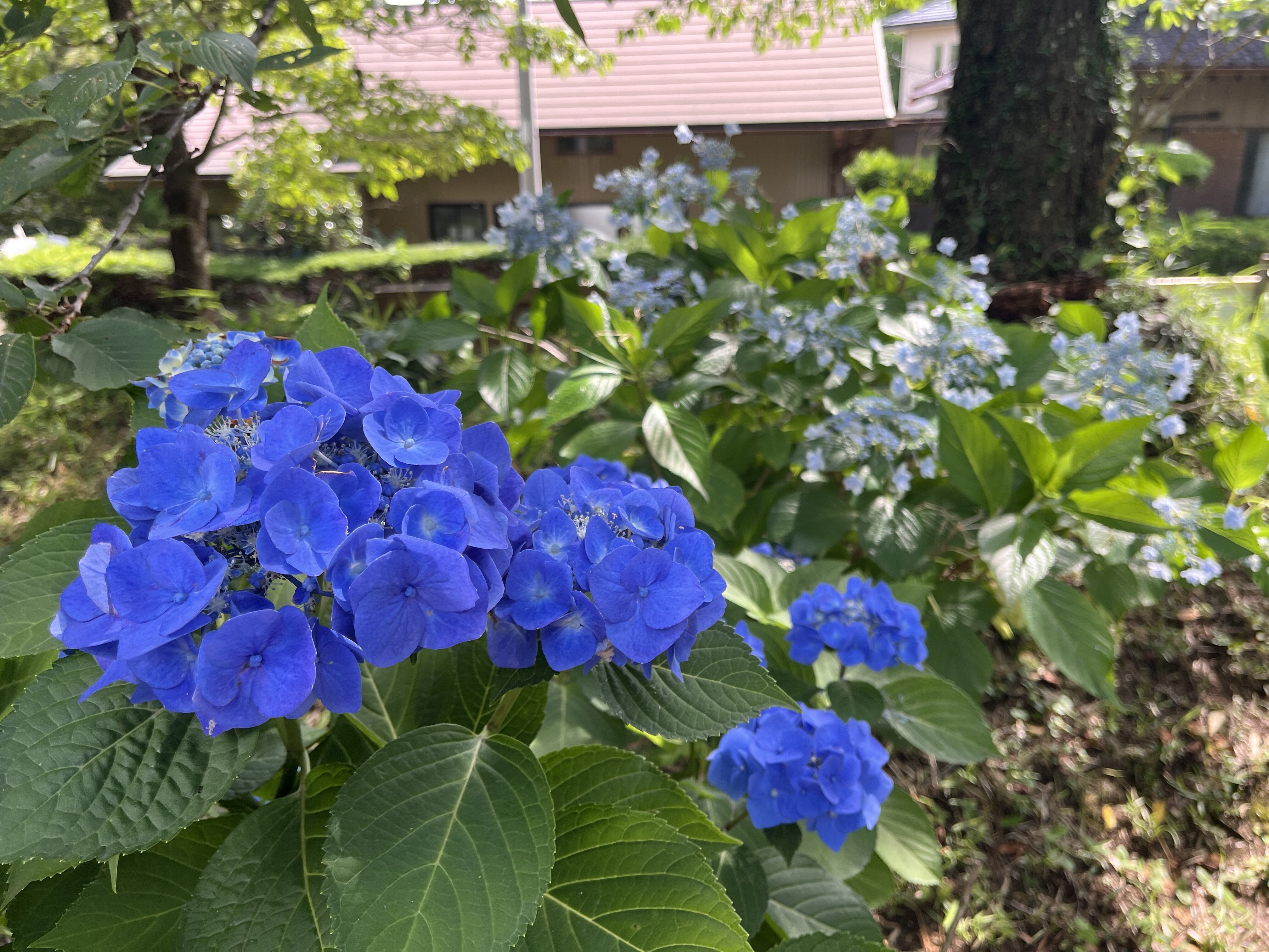 松虫寺のアジサイ（近景）