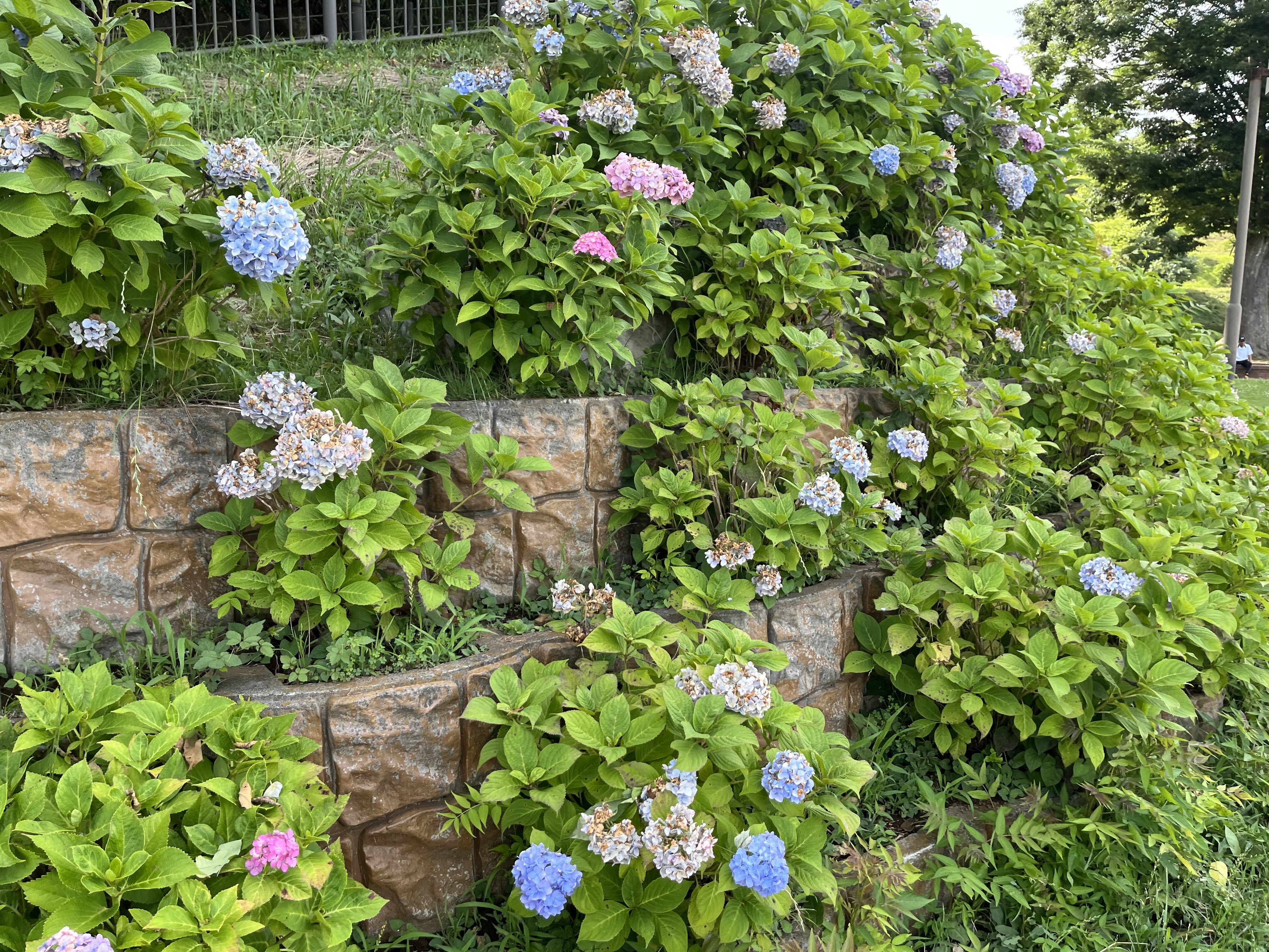 木下万葉公園のアジサイ（遠景）