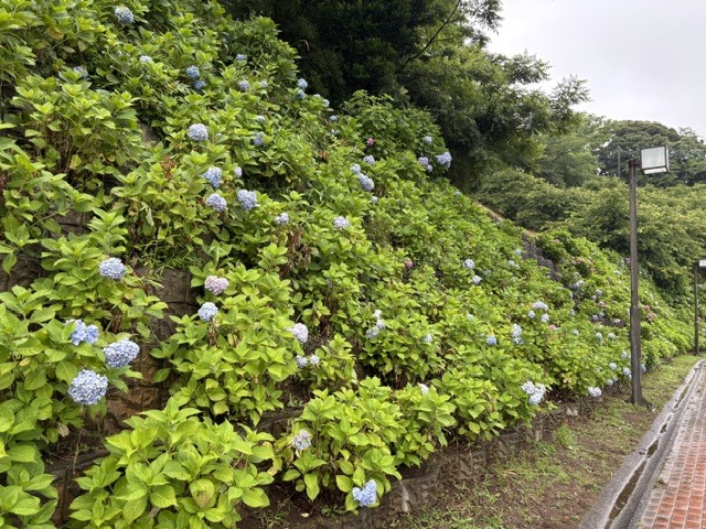 木下万葉公園のアジサイ(遠景)