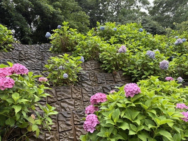 木下万葉公園のアジサイ(アップ)