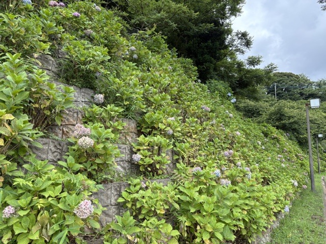 木下万葉公園のアジサイ(遠景)