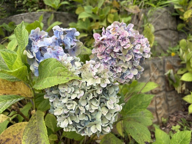 木下万葉公園のアジサイ(アップ)
