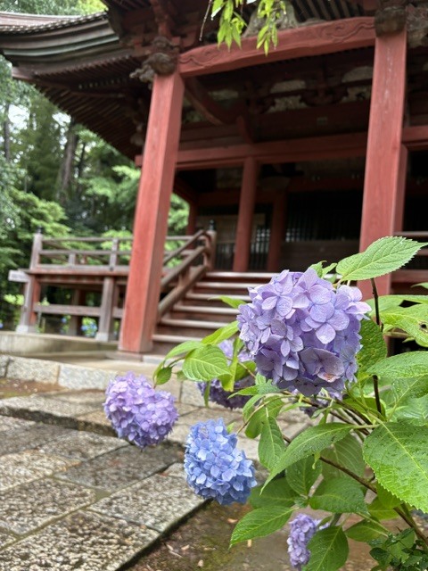 松虫寺のアジサイ(松虫姫神社)
