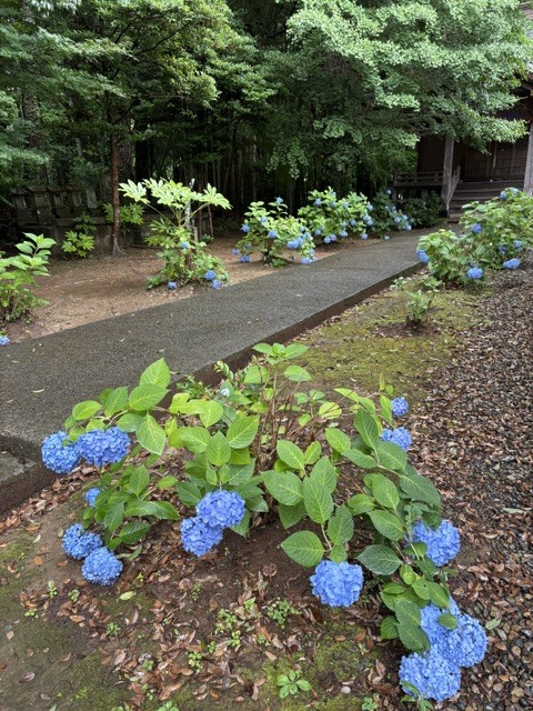松虫寺のアジサイ(アップ)