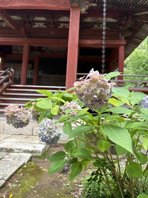 松虫寺のアジサイ(松虫姫神社)