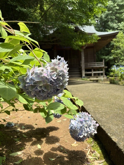 松虫寺のアジサイ(アップ)