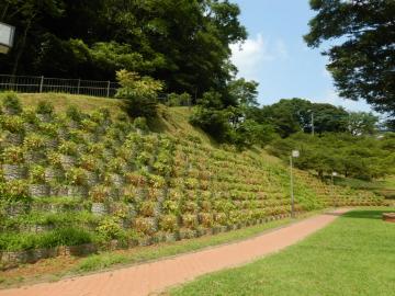 木下万葉公園アジサイ