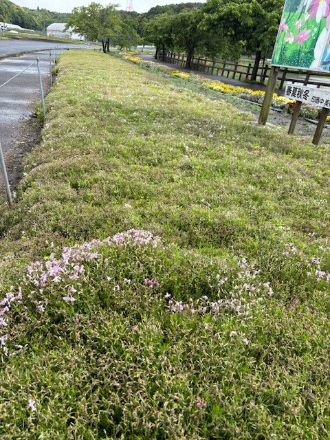 芝桜