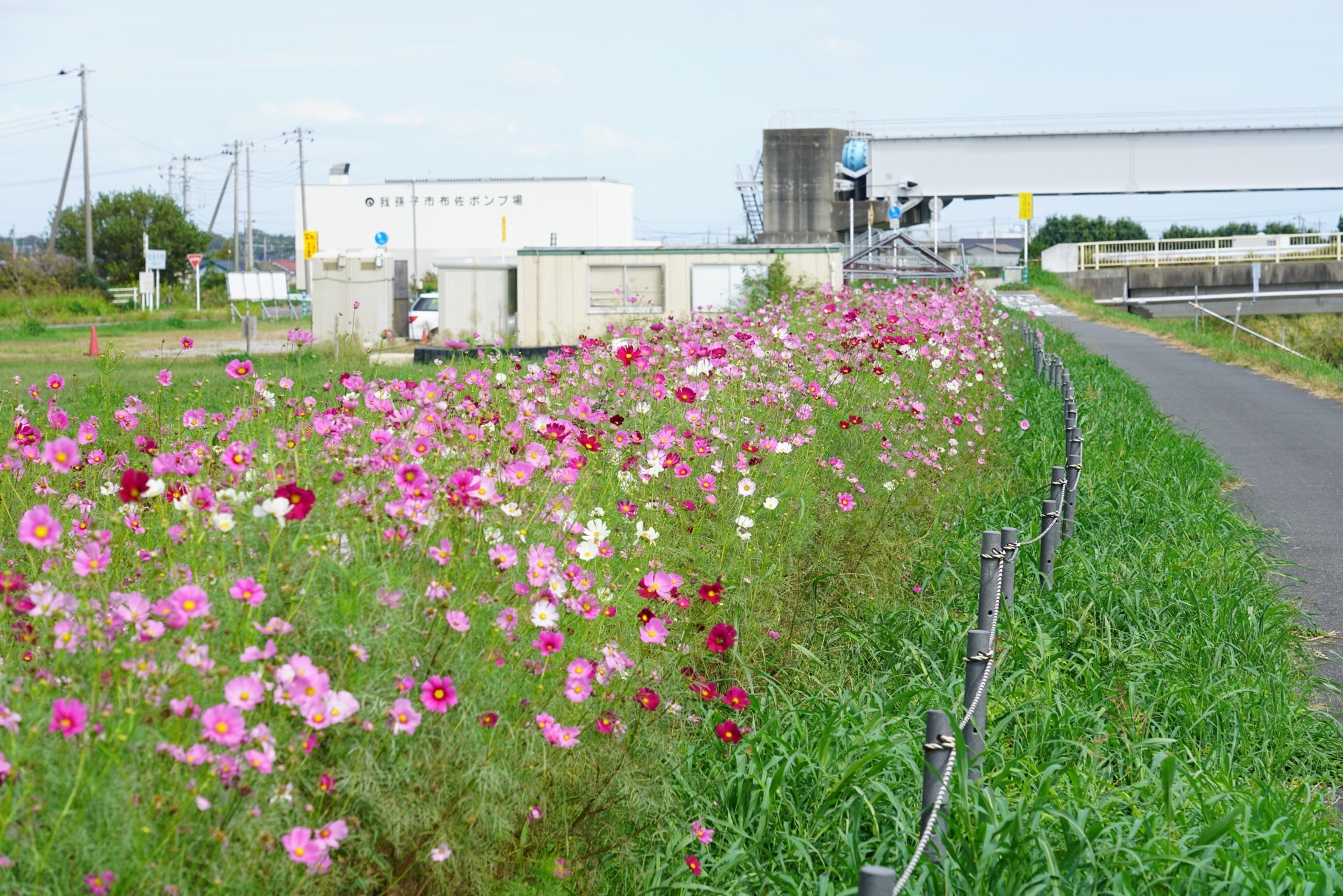 川の停車場のコスモス