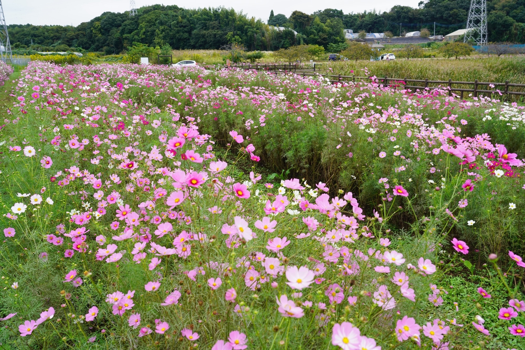 竹袋調整池のコスモス（ピンク・紫）