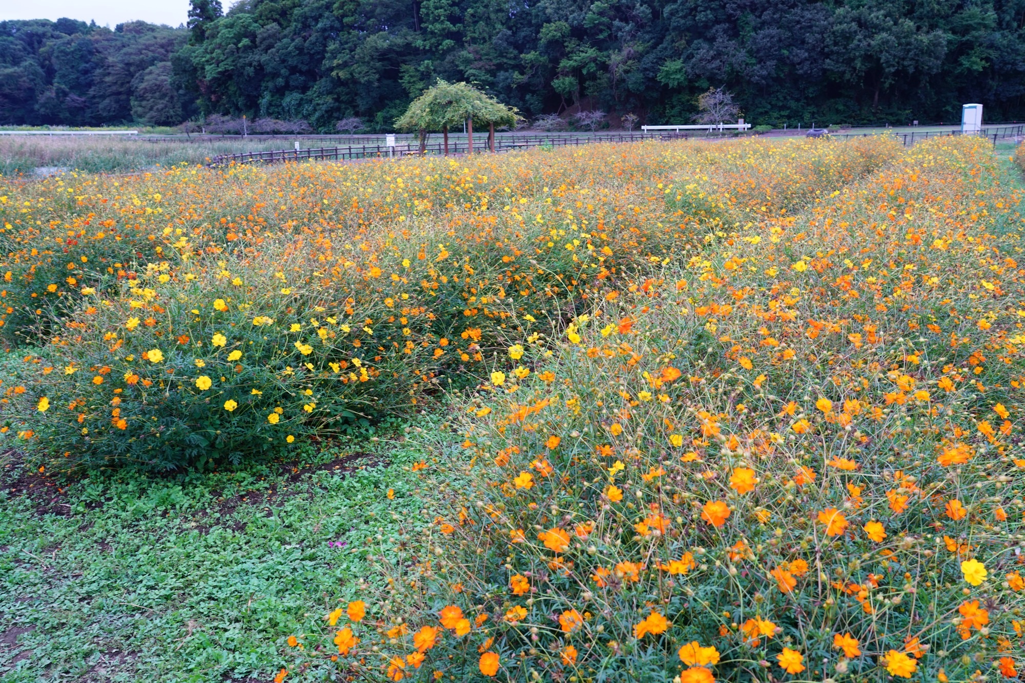 竹袋調整池のコスモス（黄色）