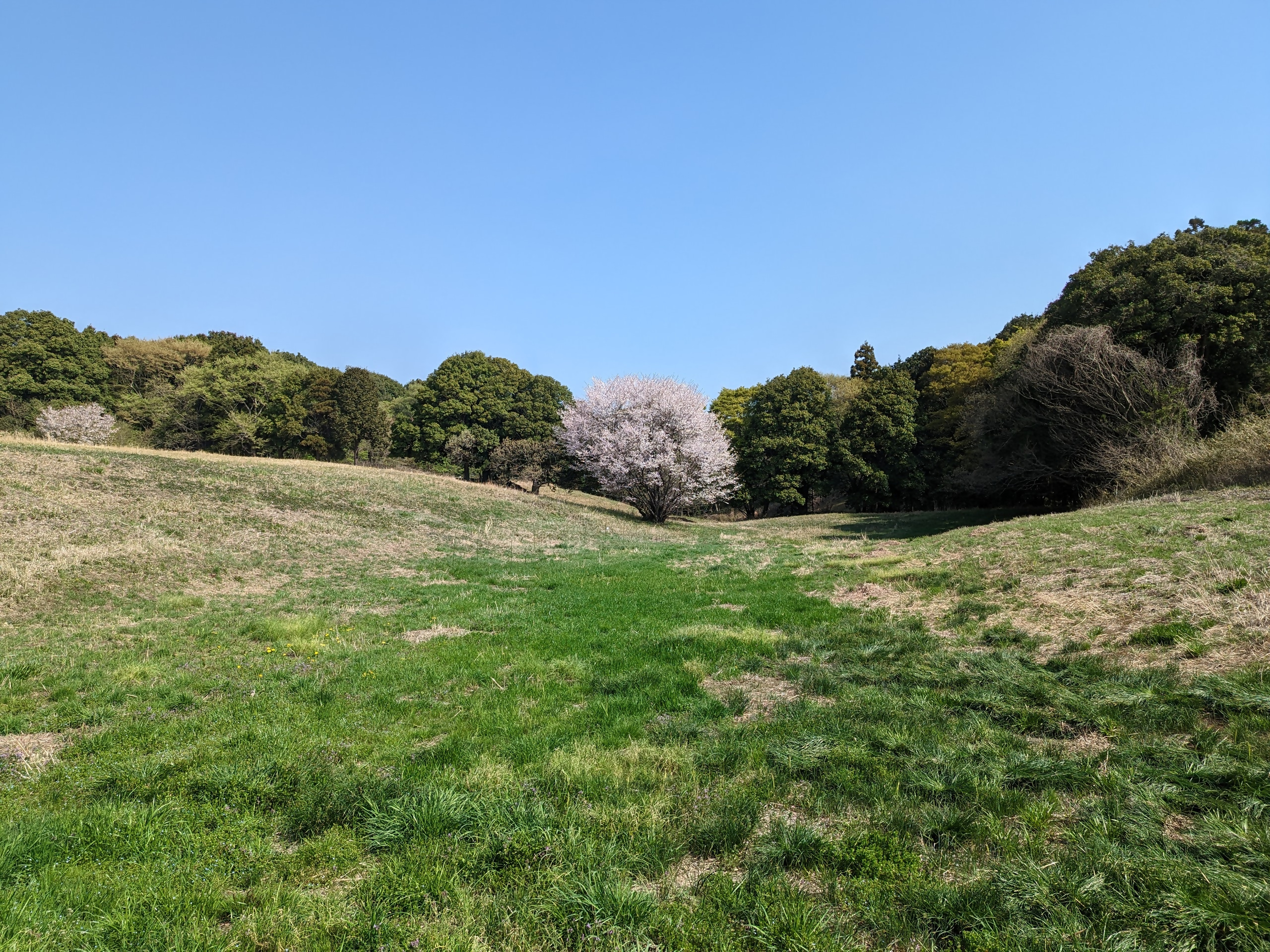 武西の里山風景（春）