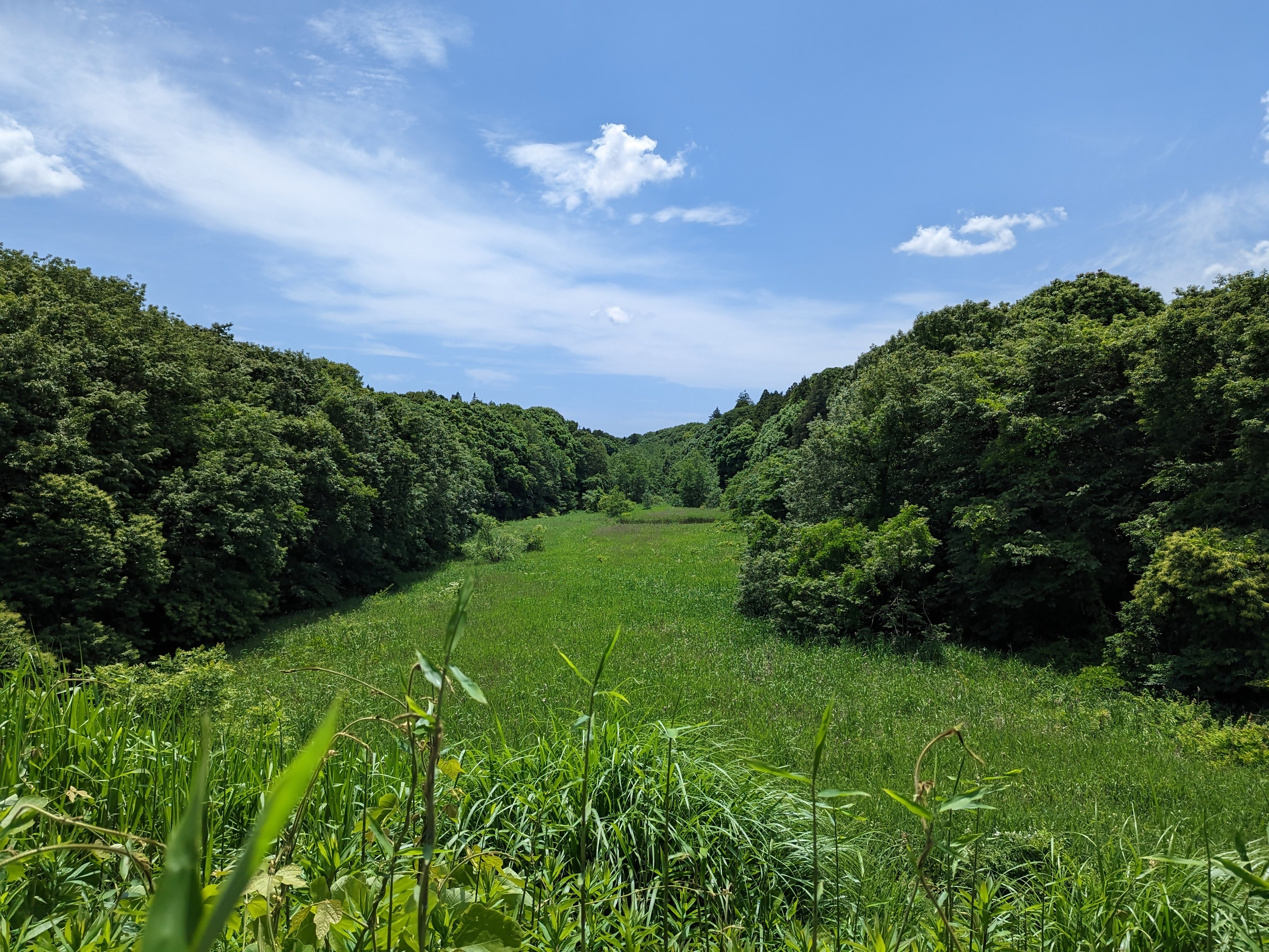 武西の里山風景（谷津）