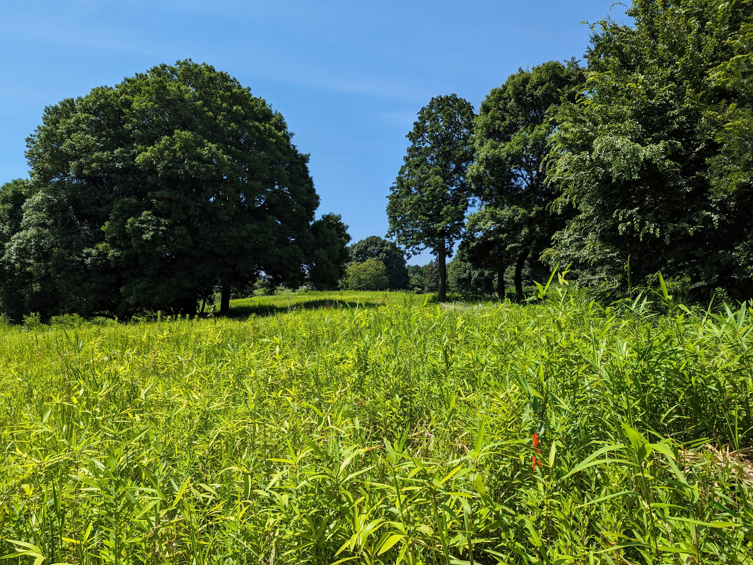 武西の里山風景